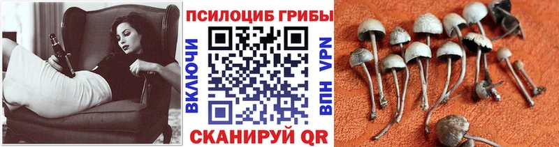 Псилоцибиновые грибы мицелий  Ртищево 